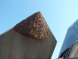 Look at all those bees! (Image: Carlos Claudio/US Air Force)